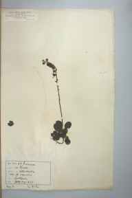 Pyrola rotundifolia subsp. maritima herbarium sheet