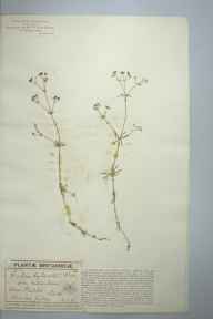 Galium pumilum herbarium specimen from Halton, VC24 Buckinghamshire in 1898 by Mr George Claridge Druce.