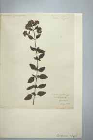 Origanum vulgare herbarium sheet