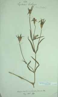 Agrostemma githago herbarium sheet