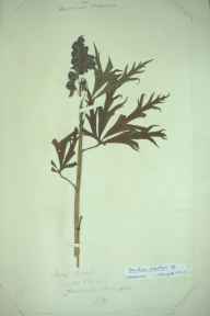 Aconitum napellus herbarium sheet