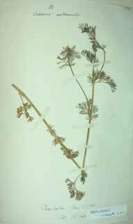 Adonis annua herbarium sheet