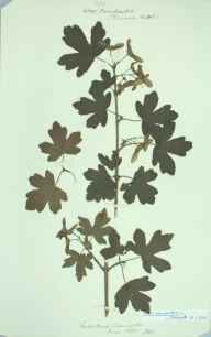 Acer campestre herbarium sheet