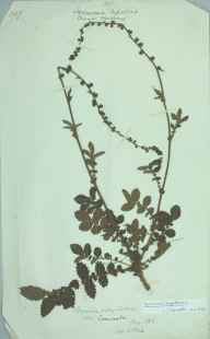 Agrimonia eupatoria herbarium sheet