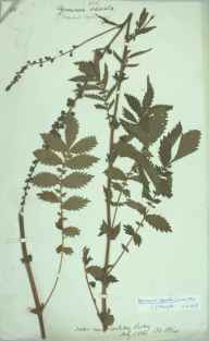 Agrimonia procera herbarium sheet