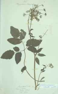 Aegopodium podagraria herbarium sheet