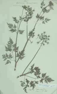 Aethusa cynapium herbarium sheet
