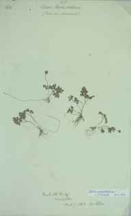Adoxa moschatellina herbarium sheet