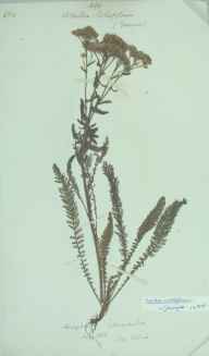 Achillea millefolium herbarium sheet