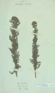 Achillea nobilis herbarium sheet