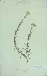 Achillea ptarmica herbarium sheet