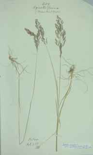Agrostis vinealis herbarium sheet