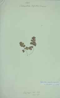 Adiantum capillus-veneris herbarium sheet